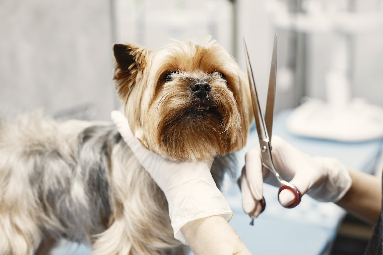 Veterinary Care